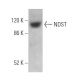 NDST Antibody (E-9) - Western Blotting - Image 372098