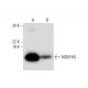 NDUFA5 Antibody (E-5) - Western Blotting - Image 297926 