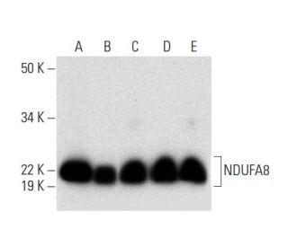 NDUFA8 Antibody (E-3) - Western Blotting - Image 301310 