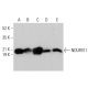 NDUFB11 Antibody (E-2) - Western Blotting - Image 377389 