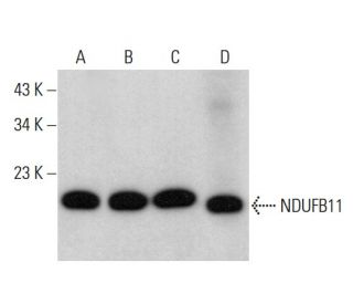 NDUFB11 Antibody (E-5) - Western Blotting - Image 377385 