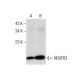 NDUFB3 Antibody (31-B) - Western Blotting - Image 160521