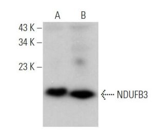 NDUFB3 Antibody (G-9) - Western Blotting - Image 371712 