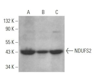 NDUFS2 Antibody (B-3) - Western Blotting - Image 371585 