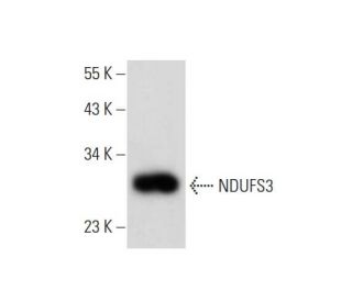 NDUFS3 Antibody (D-4) - Western Blotting - Image 319302