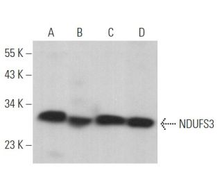 NDUFS3 Antibody (D-4) - Western Blotting - Image 366553