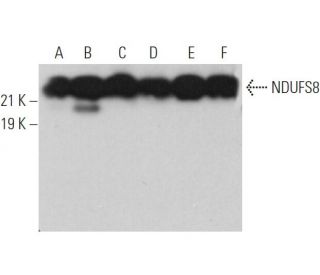 NDUFS8 Antibody (D-5) - Western Blotting - Image 373421