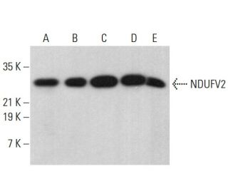 NDUFV2 Antibody (B-11) - Western Blotting - Image 378495 