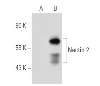 Nectin 2 Antibody (502-57) - Western Blotting - Image 40863