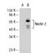 Nectin 2 Antibody (6A606) - Western Blotting - Image 40861