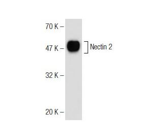 Nectin 2 Antibody (6A606) - Western Blotting - Image 146346 