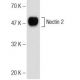 Nectin 2 Antibody (6A606) - Western Blotting - Image 146346 