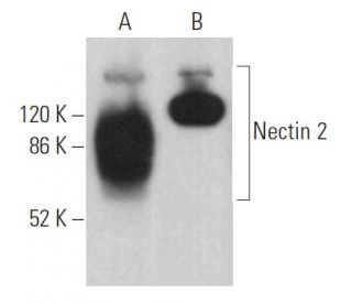 Nectin 2 Antibody (E-1) - Western Blotting - Image 362221 