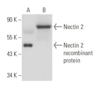 Nectin 2 Antibody (R2.525) - Western Blotting - Image 18030 