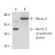 Nectin 2 Antibody (R2.525) - Western Blotting - Image 18030 