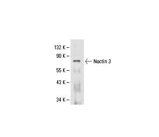 Nectin 3 Antibody (N3.81.6) - Western Blotting - Image 61233