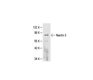 Nectin 3 Antibody (N3.2.9) - Western Blotting - Image 61232 