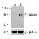 NEDD1 Antibody (H-3) - Western Blotting - Image 415522