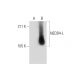 NEDD4-L Antibody (C-12) - Western Blotting - Image 289007