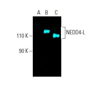 NEDD4-L Antibody (C-8) - Western Blotting - Image 401258