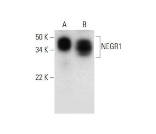 NEGR1 Antibody (H-12) - Western Blotting - Image 294525 