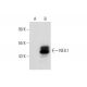 NEIL1 Antibody (B-1) - Western Blotting - Image 129827 