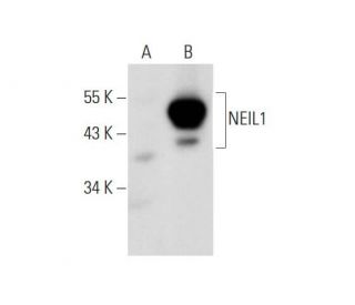 NEIL1 Antibody (D-1) - Western Blotting - Image 129829