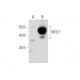 NEIL1 Antibody (D-1) - Western Blotting - Image 129829