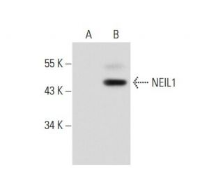 NEIL1 Antibody (D-4) - Western Blotting - Image 139092