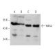 NEIL2 Antibody (2626C2a) - Western Blotting - Image 384273 
