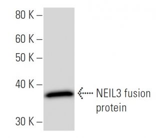 NEIL3 Antibody (2627C1b) - Western Blotting - Image 16715