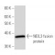 NEIL3 Antibody (2627C1b) - Western Blotting - Image 16715
