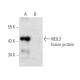 NEIL3 Antibody (A-1) - Western Blotting - Image 297871