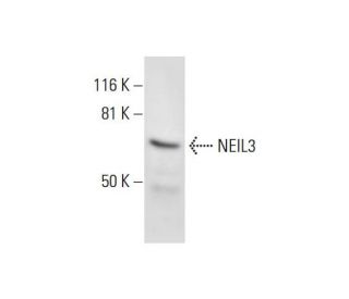 NEIL3 Antibody (A-1) - Western Blotting - Image 299292 