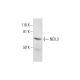 NEIL3 Antibody (A-1) - Western Blotting - Image 299292 
