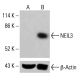 NEIL3 Antibody (A-1) - Western Blotting - Image 415298 