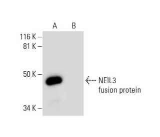 NEIL3 Antibody (C-1) - Western Blotting - Image 297927