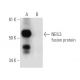 NEIL3 Antibody (F-6) - Western Blotting - Image 297581 