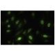 Nek10 Antibody (97.1) - Immunofluorescence - Image 35566