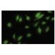 Nek3 Antibody (9-7K) - Immunofluorescence - Image 35554 