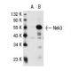 Nek3 Antibody (9-7K) - Western Blotting - Image 30669