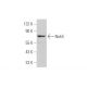 Nek5 Antibody (G-12) - Western Blotting - Image 349067