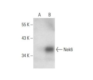 Nek6 Antibody (A-6) - Western Blotting - Image 298632 
