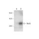 Nek6 Antibody (A-6) - Western Blotting - Image 298632 