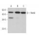 Nek6 Antibody (A-6) - Western Blotting - Image 364513 