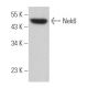 Nek6 Antibody (A-6) - Western Blotting - Image 364515