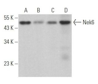 Nek6 Antibody (D-7) - Western Blotting - Image 366871 