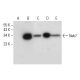 Nek7 Antibody (A-12) - Western Blotting - Image 304546 