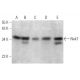 Nek7 Antibody (A-12) - Western Blotting - Image 369960 