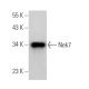 Nek7 Antibody (A-12) - Western Blotting - Image 369967
